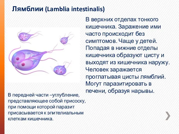 Лямблии (Lamblia intestinalis) В верхних отделах тонкого кишечника. Заражение ими часто происходит