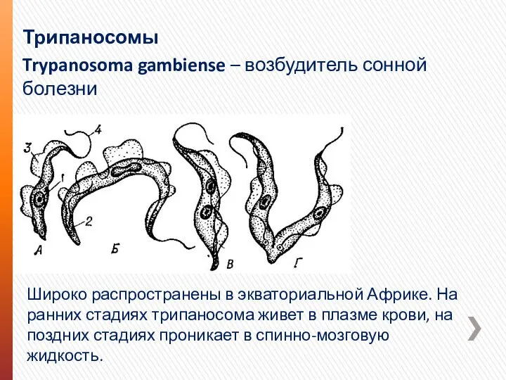 Трипаносомы Trypanosoma gambiense – возбудитель сонной болезни Широко распространены в экваториальной Африке.
