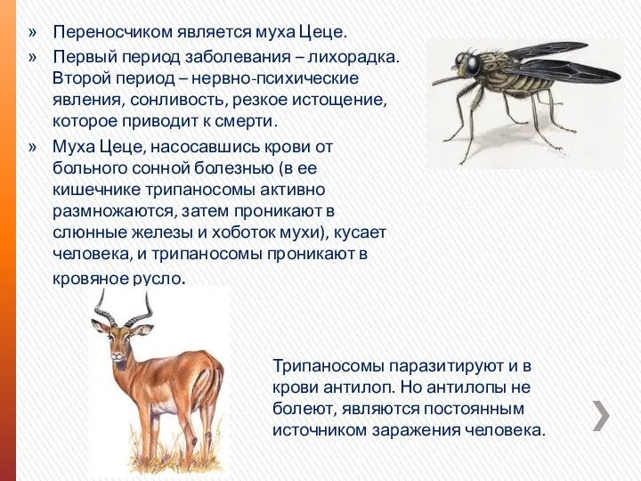 Переносчиком является муха Цеце. Первый период заболевания – лихорадка. Второй период –