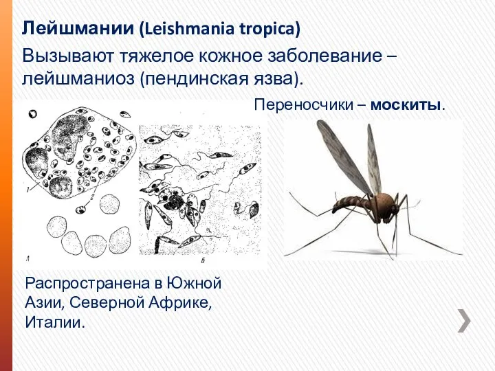 Лейшмании (Leishmania tropica) Вызывают тяжелое кожное заболевание – лейшманиоз (пендинская язва). Распространена