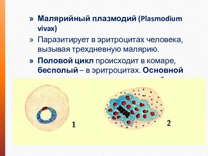 Малярийный плазмодий (Plasmodium vivax) Паразитирует в эритроцитах человека, вызывая трехдневную малярию. Половой