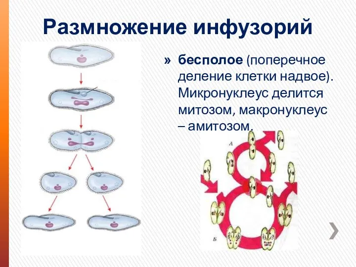 Размножение инфузорий бесполое (поперечное деление клетки надвое). Микронуклеус делится митозом, макронуклеус – амитозом.