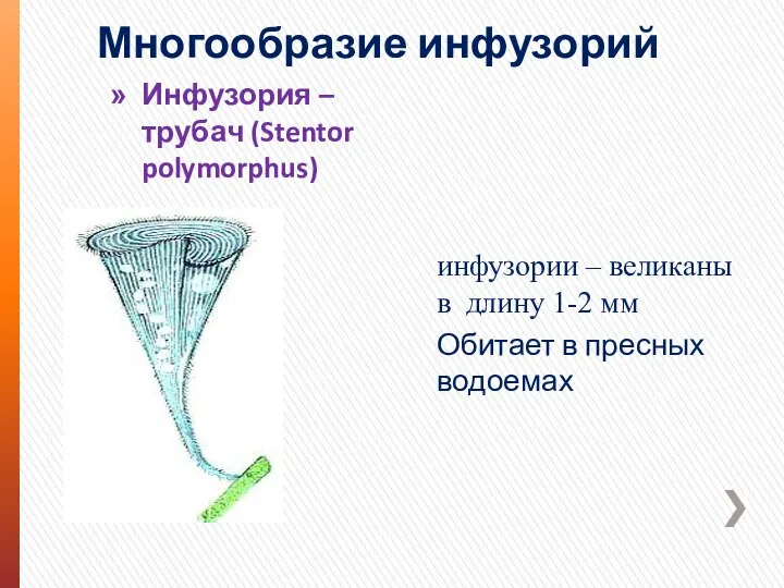 Многообразие инфузорий Инфузория – трубач (Stentor polymorphus) инфузории – великаны в длину