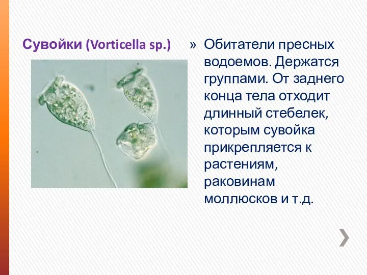 Сувойки (Vorticella sp.) Обитатели пресных водоемов. Держатся группами. От заднего конца тела