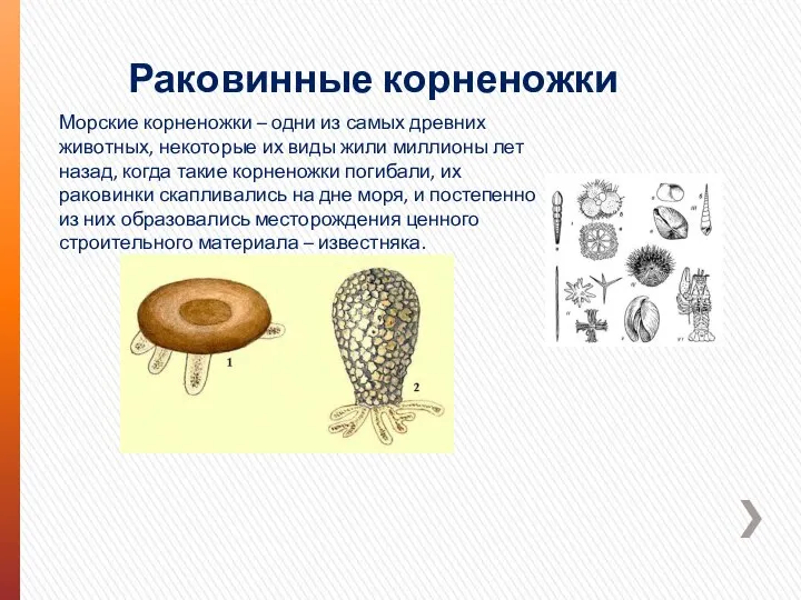 Раковинные корненожки Морские корненожки – одни из самых древних животных, некоторые их