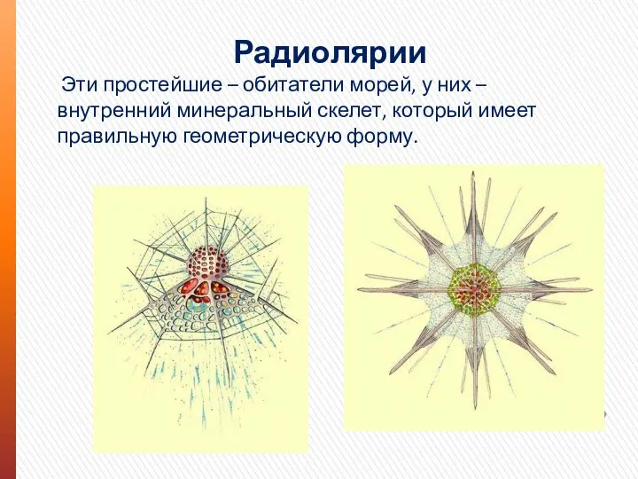 Радиолярии Эти простейшие – обитатели морей, у них – внутренний минеральный скелет,