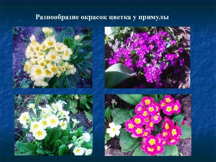 Разнообразие окрасок цветка у примулы