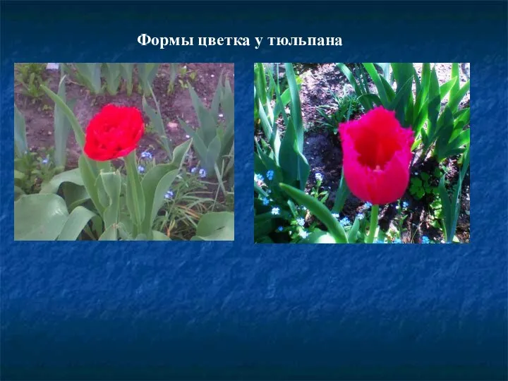 Формы цветка у тюльпана
