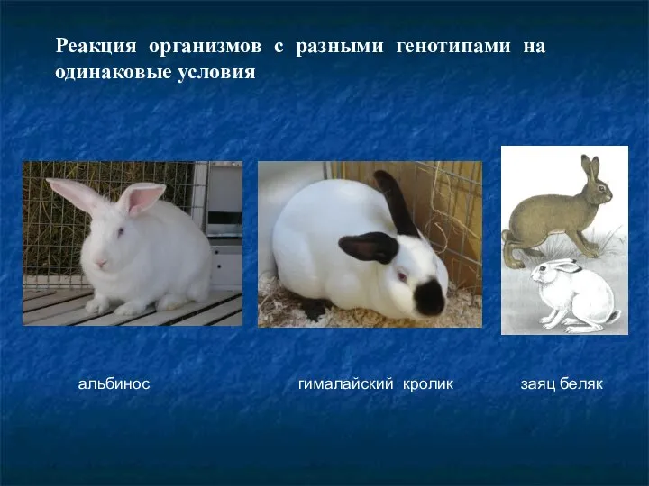 Реакция организмов с разными генотипами на одинаковые условия альбинос гималайский кролик заяц беляк