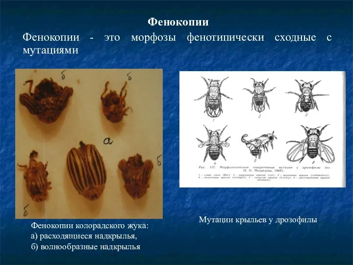Фенокопии Фенокопии - это морфозы фенотипически сходные с мутациями Фенокопии колорадского жука: