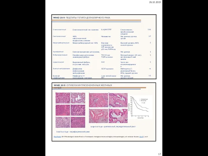 26.10.2019 WHO 2019: ОПУХОЛИ ИНТРАПЕЧЕНОЧНЫХ ЖЕЛЧНЫХ ПУТЕЙ Large duct type –дистальный, перидуктальный