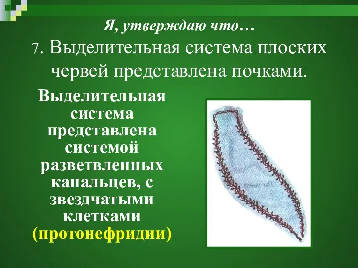 Я, утверждаю что… 7. Выделительная система плоских червей представлена почками. Выделительная система