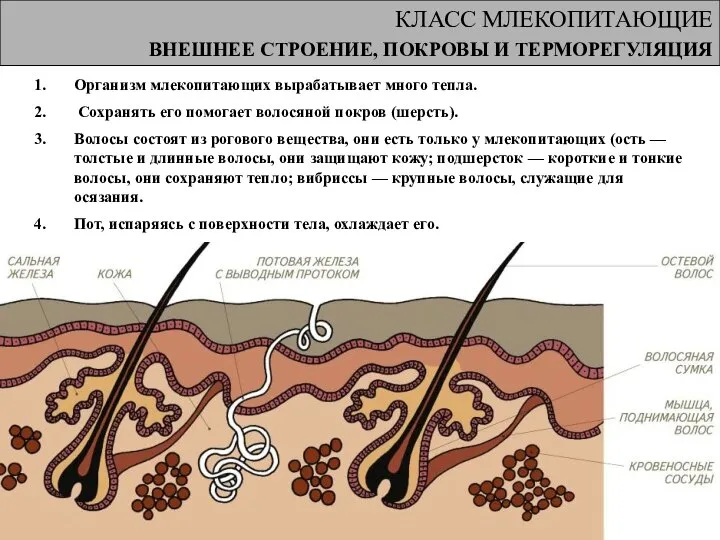 КЛАСС МЛЕКОПИТАЮЩИЕ ВНЕШНЕЕ СТРОЕНИЕ, ПОКРОВЫ И ТЕРМОРЕГУЛЯЦИЯ Организм млекопитающих вырабатывает много тепла.