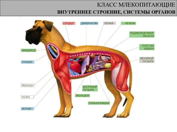 КЛАСС МЛЕКОПИТАЮЩИЕ ВНУТРЕННЕЕ СТРОЕНИЕ, СИСТЕМЫ ОРГАНОВ