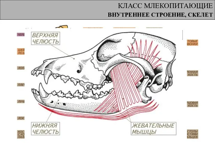 КЛАСС МЛЕКОПИТАЮЩИЕ ВНУТРЕННЕЕ СТРОЕНИЕ, СКЕЛЕТ