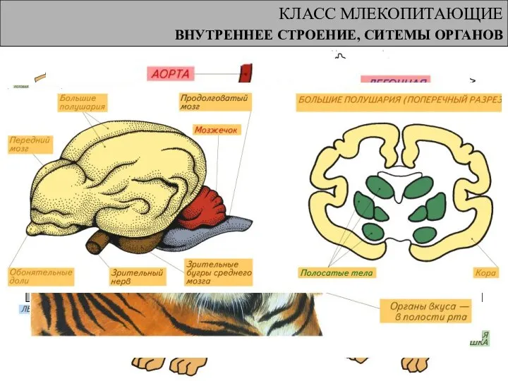 КЛАСС МЛЕКОПИТАЮЩИЕ ВНУТРЕННЕЕ СТРОЕНИЕ, СИТЕМЫ ОРГАНОВ ПИЩЕВАРИТЕЛЬНАЯ, ДЫХАТЕЛЬНАЯ и ВЫДЕЛИТЕЛЬНАЯ СИСТЕМЫ. Они