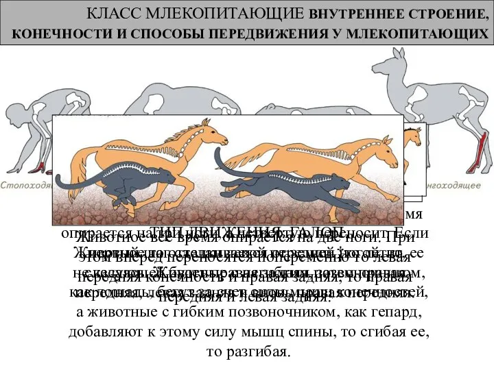 КЛАСС МЛЕКОПИТАЮЩИЕ ВНУТРЕННЕЕ СТРОЕНИЕ, КОНЕЧНОСТИ И СПОСОБЫ ПЕРЕДВИЖЕНИЯ У МЛЕКОПИТАЮЩИХ ТИП ДВИЖЕНИЯ: