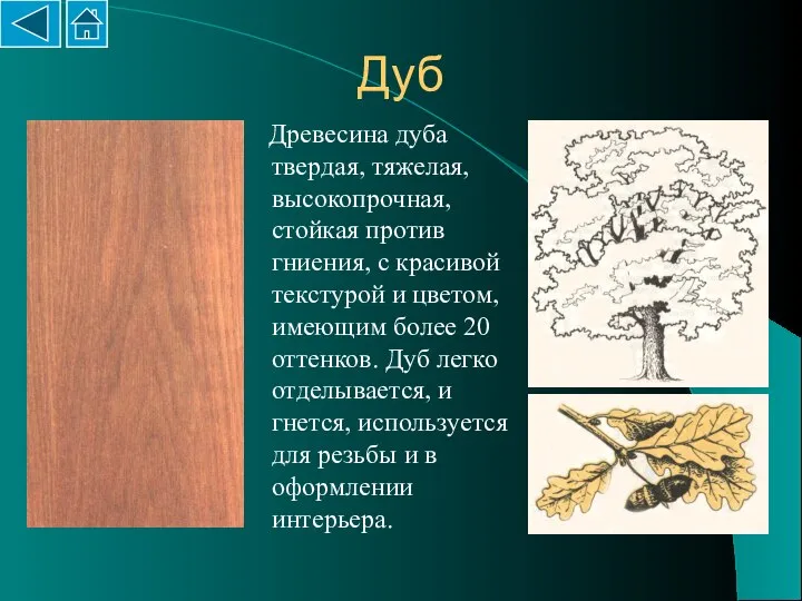 Дуб Древесина дуба твердая, тяжелая, высокопрочная, стойкая против гниения, с красивой текстурой