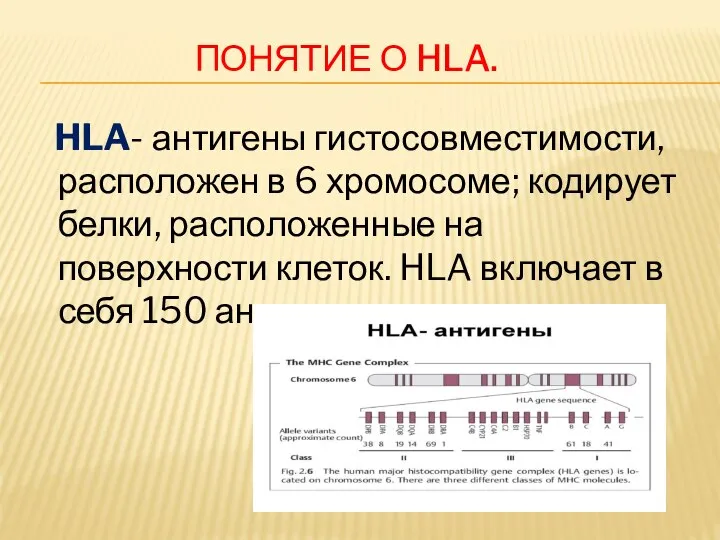 ПОНЯТИЕ О HLA. HLA- антигены гистосовместимости, расположен в 6 хромосоме; кодирует белки,