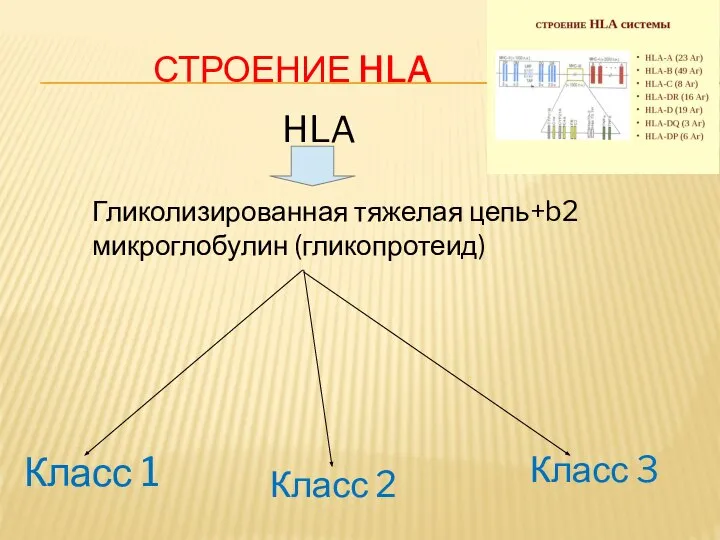 СТРОЕНИЕ HLA HLA Гликолизированная тяжелая цепь+b2 микроглобулин (гликопротеид) Класс 1 Класс 2 Класс 3