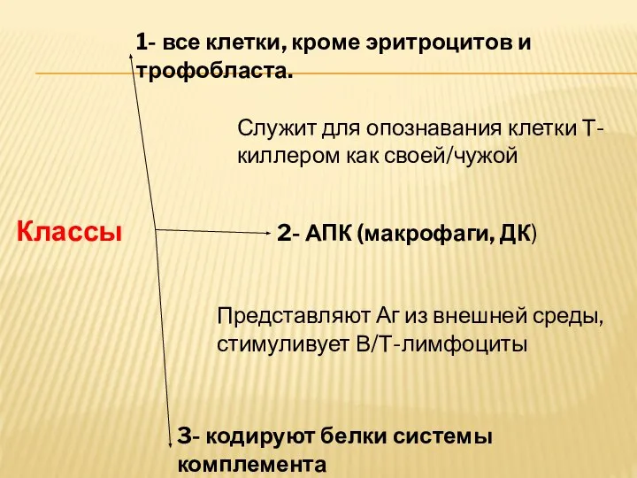 Классы 1- все клетки, кроме эритроцитов и трофобласта. Служит для опознавания клетки