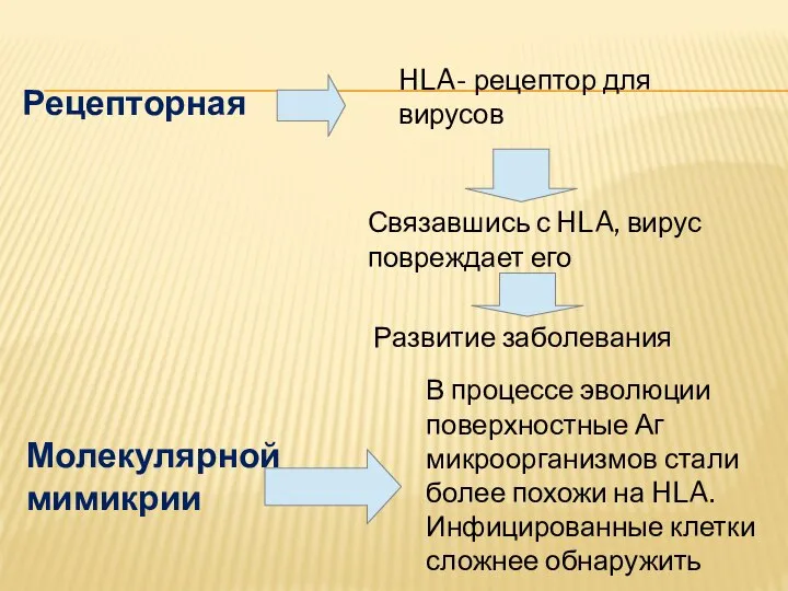 Рецепторная HLA- рецептор для вирусов Связавшись с HLA, вирус повреждает его Развитие