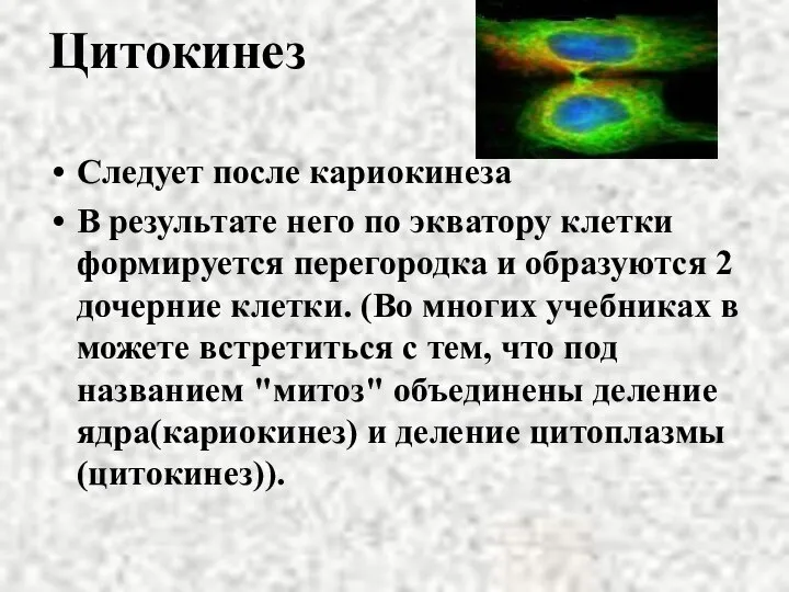 Цитокинез Следует после кариокинеза В результате него по экватору клетки формируется перегородка