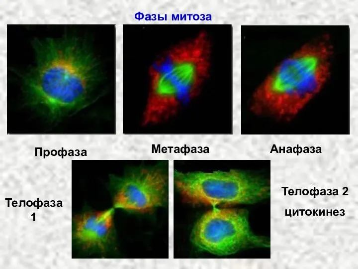 Фазы митоза Профаза Метафаза Анафаза Телофаза 1 Телофаза 2 цитокинез