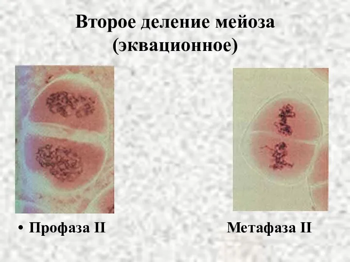 Второе деление мейоза (эквационное) Профаза II Метафаза II