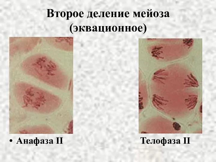 Второе деление мейоза (эквационное) Анафаза II Телофаза II
