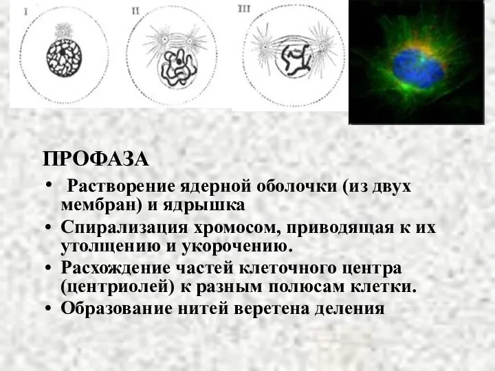 ПРОФАЗА Растворение ядерной оболочки (из двух мембран) и ядрышка Спирализация хромосом, приводящая