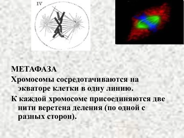 МЕТАФАЗА Хромосомы сосредотачиваются на экваторе клетки в одну линию. К каждой хромосоме