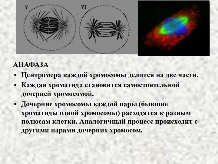 АНАФАЗА Центромера каждой хромосомы делится на две части. Каждая хроматида становится самостоятельной