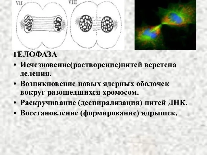 ТЕЛОФАЗА Исчезновение(растворение)нитей веретена деления. Возникновение новых ядерных оболочек вокруг разошедшихся хромосом. Раскручивание