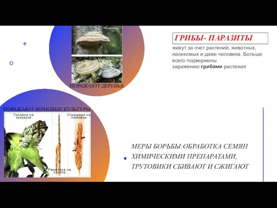 ГРИБЫ- ПАРАЗИТЫ МЕРЫ БОРЬБЫ:ОБРАБОТКА СЕМЯН ХИМИЧЕСКИМИ ПРЕПАРАТАМИ, ТРУТОВИКИ СБИВАЮТ И СЖИГАЮТ ПОРАЖАЮТ