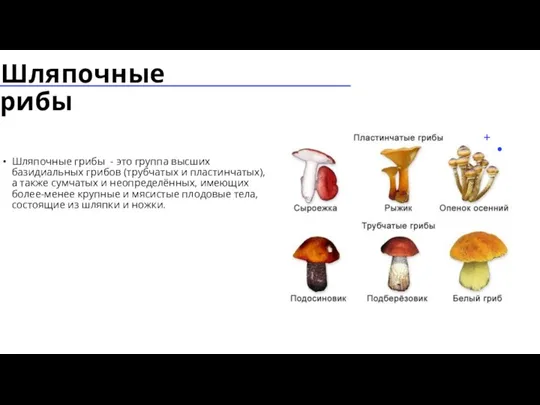 Шляпочные грибы Шляпочные грибы - это группа высших базидиальных грибов (трубчатых и