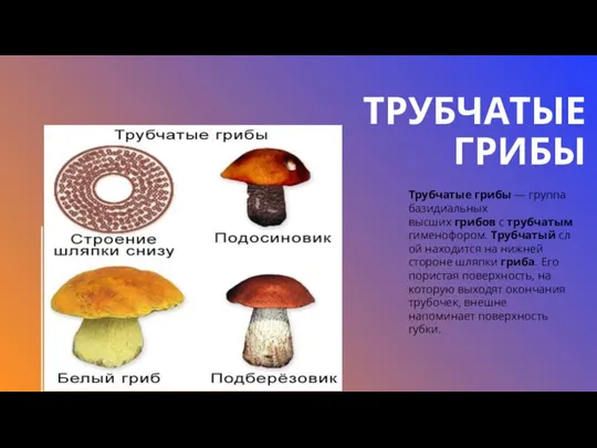 ТРУБЧАТЫЕ ГРИБЫ Трубчатые грибы — группа базидиальных высших грибов с трубчатым гименофором.