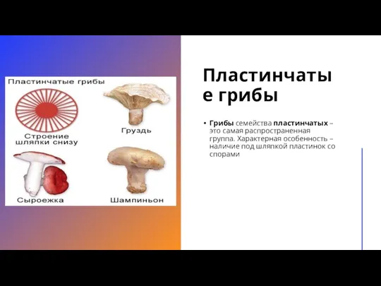 Пластинчатые грибы Грибы семейства пластинчатых – это самая распространенная группа. Характерная особенность