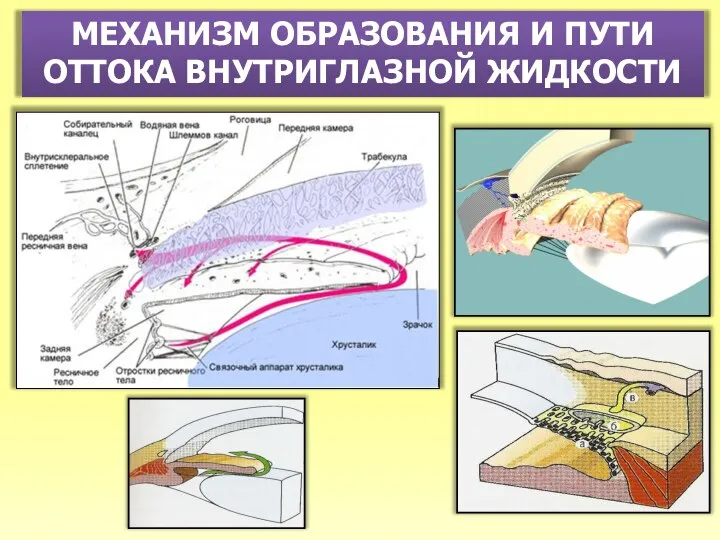 МЕХАНИЗМ ОБРАЗОВАНИЯ И ПУТИ ОТТОКА ВНУТРИГЛАЗНОЙ ЖИДКОСТИ