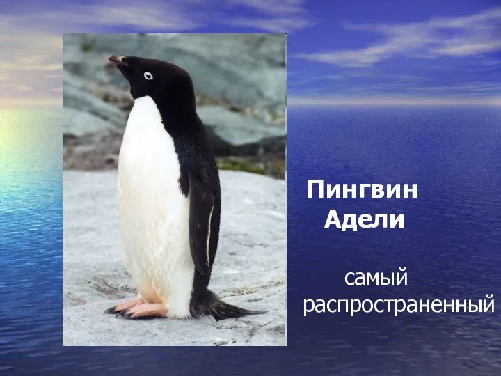 Пингвин Адели самый распространенный