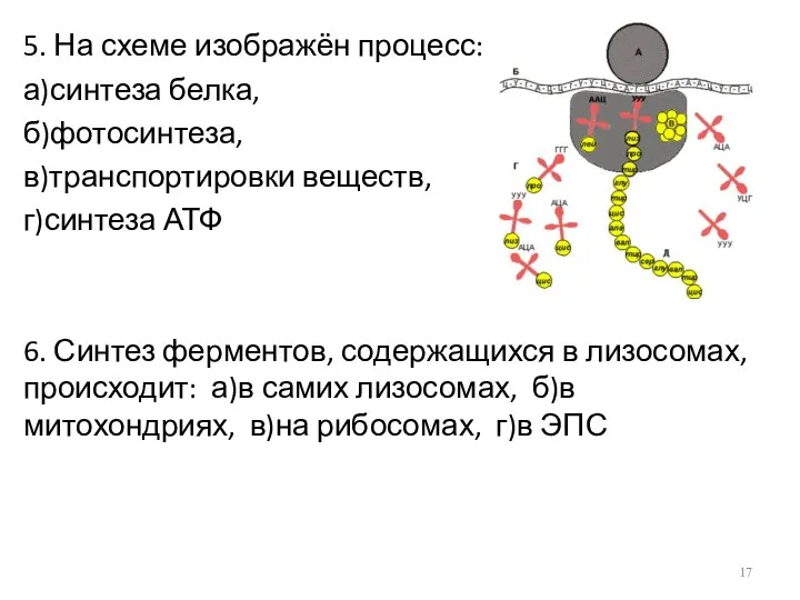 5. На схеме изображён процесс: а)синтеза белка, б)фотосинтеза, в)транспортировки веществ, г)синтеза АТФ