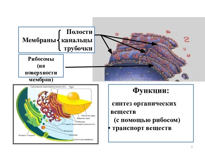 Эндоплазматическая сеть Полости Мембраны канальцы трубочки Рибосомы (на поверхности мембран) Функции: синтез
