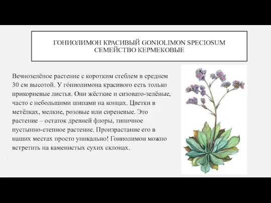 ГОНИОЛИМОН КРАСИВЫЙ GONIOLIMON SPECIOSUM СЕМЕЙСТВО КЕРМЕКОВЫЕ Вечнозелёное растение с коротким стеблем в