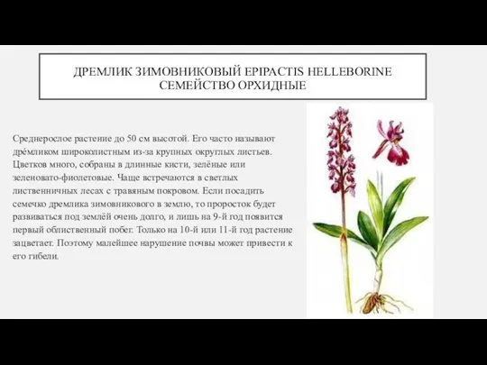 ДРЕМЛИК ЗИМОВНИКОВЫЙ EPIPACTIS HELLEBORINE СЕМЕЙСТВО ОРХИДНЫЕ Среднерослое растение до 50 см высотой.