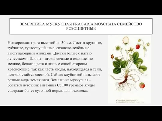 ЗЕМЛЯНИКА МУСКУСНАЯ FRAGARIA MOSCHATA СЕМЕЙСТВО РОЗОЦВЕТНЫЕ Низкорослая трава высотой до 30 см.