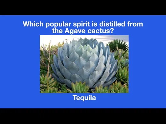 Which popular spirit is distilled from the Agave cactus? Tequila