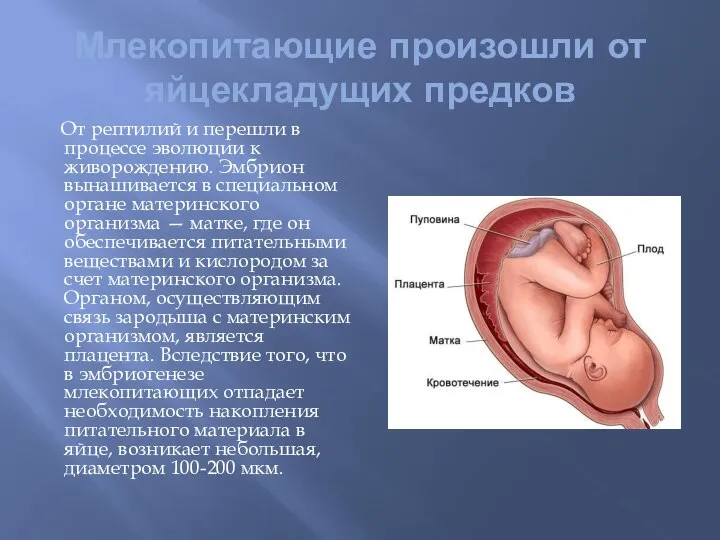 Млекопитающие произошли от яйцекладущих предков От рептилий и перешли в процессе эволюции