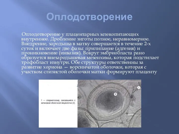 Оплодотворение Оплодотворение у плацентарных млекопитающих внутреннее. Дробление зиготы полное, неравномерное. Внедрение, зародыша