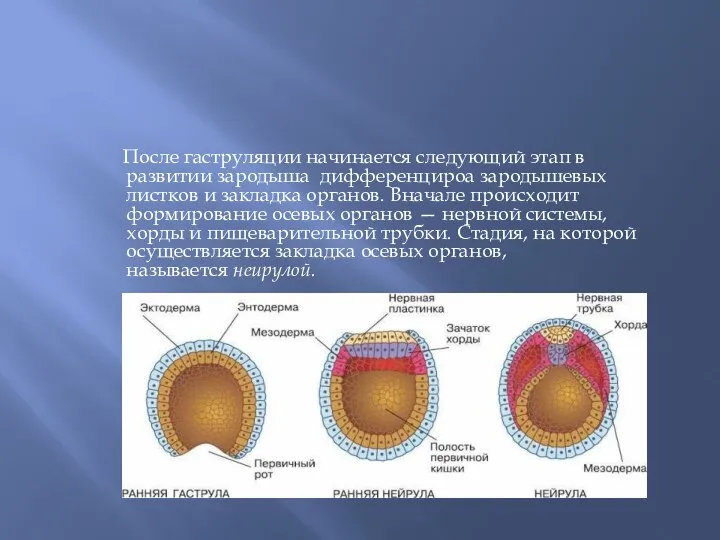 После гаструляции начинается следующий этап в развитии зародыша дифференцироа зародышевых листков и