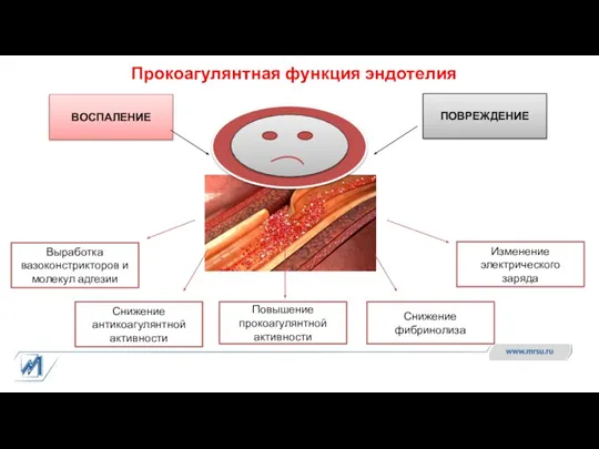 Прокоагулянтная функция эндотелия ПОВРЕЖДЕНИЕ ВОСПАЛЕНИЕ Выработка вазоконстрикторов и молекул адгезии Снижение антикоагулянтной